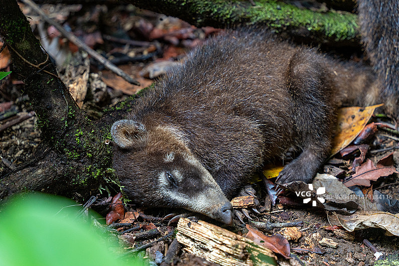 科尔科瓦多国家公园雨林中的睡衣动物图片素材