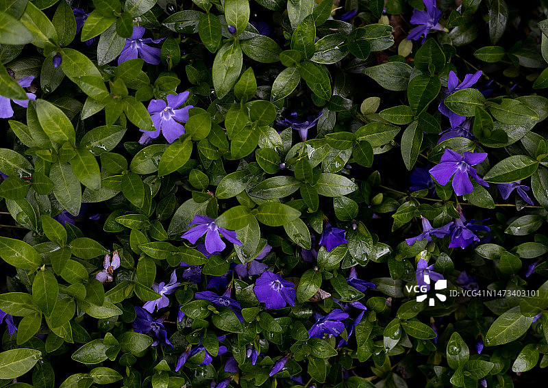 地被植物全画幅照片图片素材