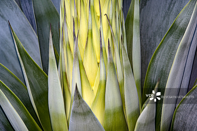 开花的龙舌兰植物特写图片素材