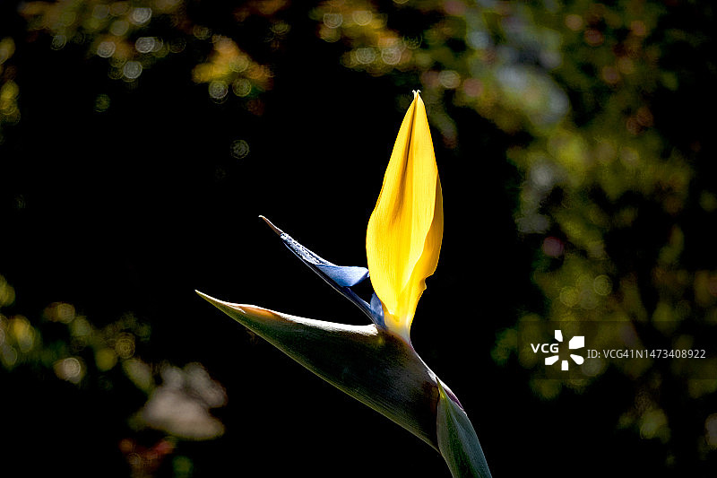 盛开的天堂鸟图片素材