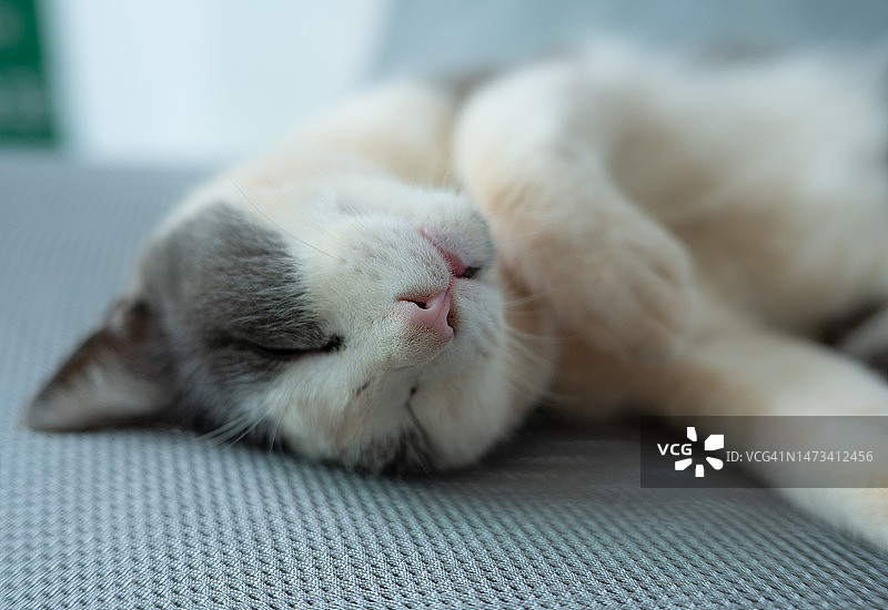 可爱的猫睡在椅子上的头像图片素材