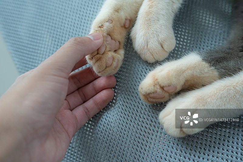人手试图触摸可爱猫爪的裁剪照片：猫爪可以吸收声音和冲击图片素材