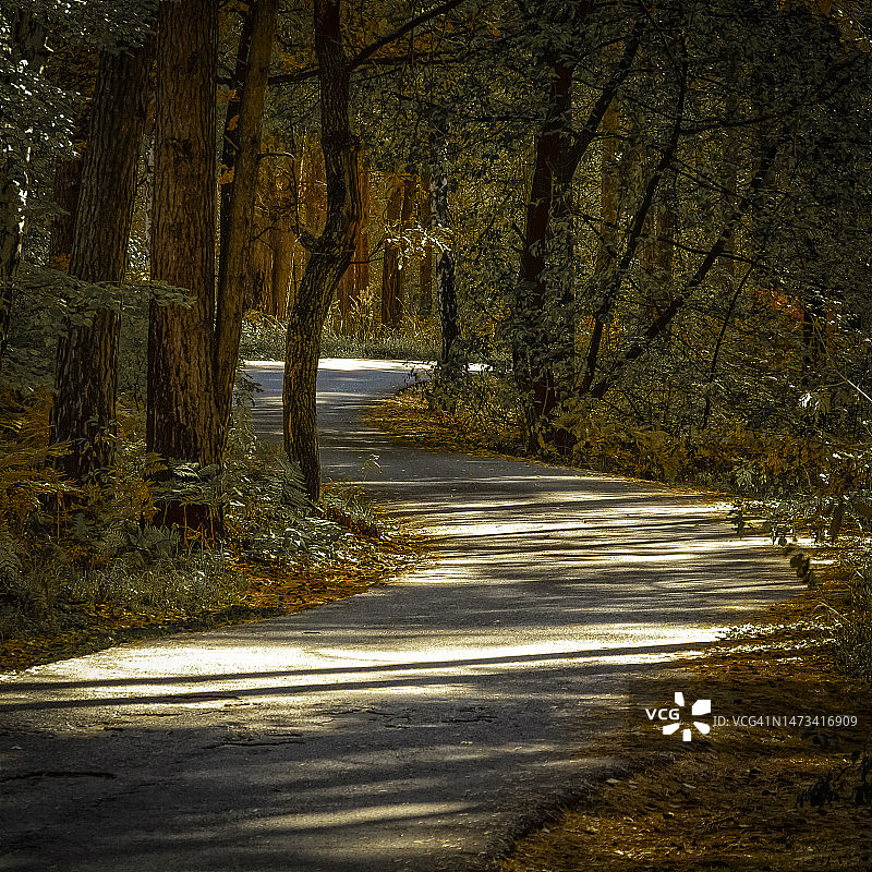 狭窄的森林道路图片素材