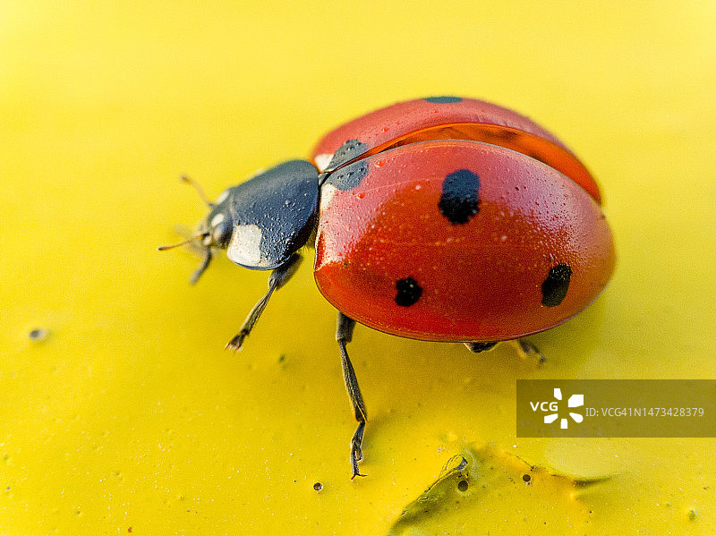 黄色背景下的瓢虫微距镜头图片素材