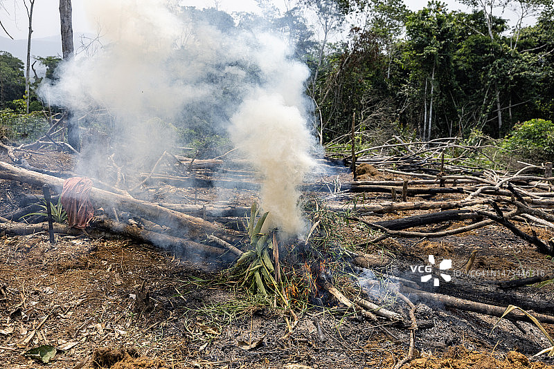 刀耕火种的自给农民在热带雨林中焚烧树木以种植作物，气候变化，森林砍伐图片素材