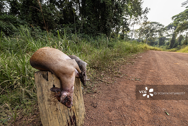 环境保护，气候变化，非洲中部伐木道路边出售的丛林肉图片素材