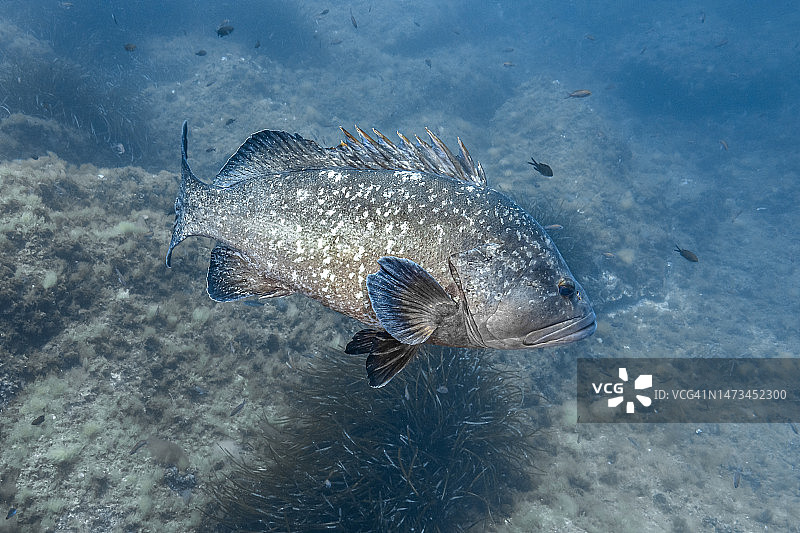 褐石斑鱼图片素材