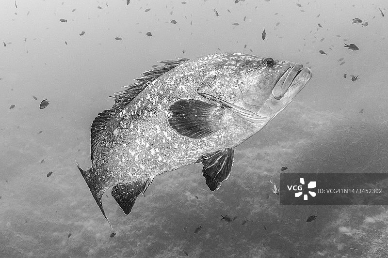 褐石斑鱼图片素材