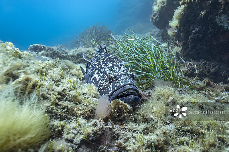 褐石斑鱼图片素材