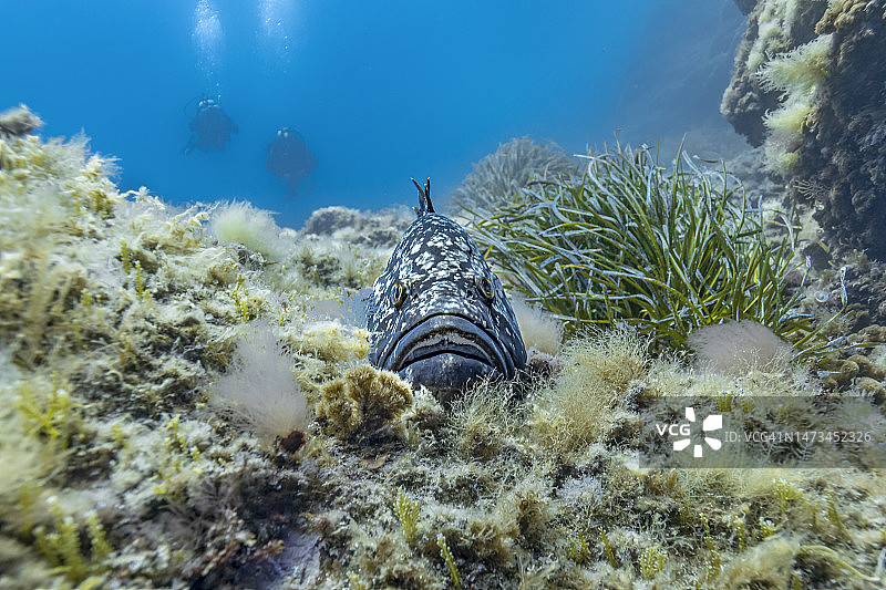 褐石斑鱼图片素材