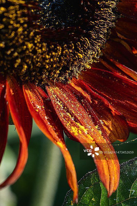 红色向日葵花蕊特写，花瓣上洒满黄色花粉图片素材