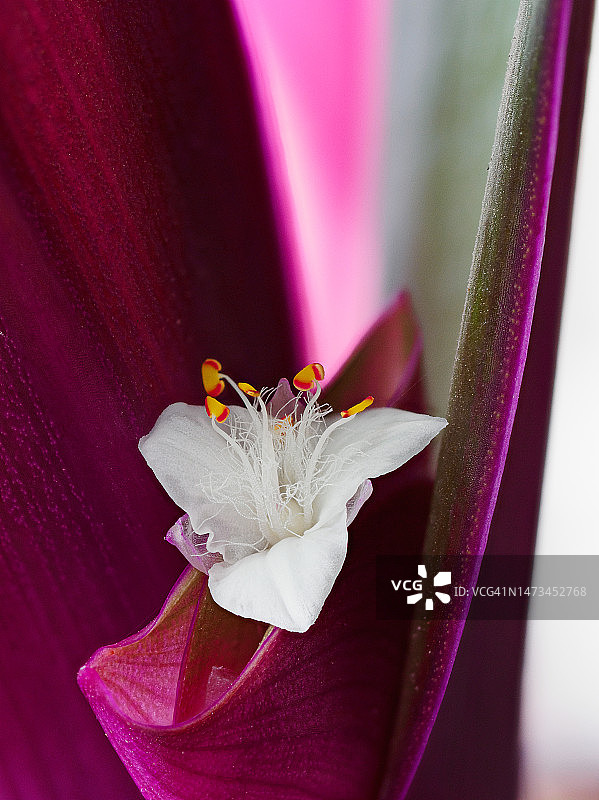 粉色叶子中长花蕊的白色花朵特写图片素材