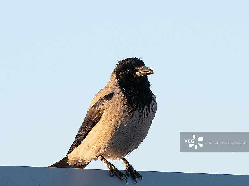 hooded crow白色背景特写图片素材