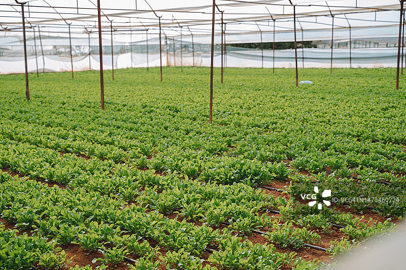 在温室土壤中种植芝麻菜图片素材