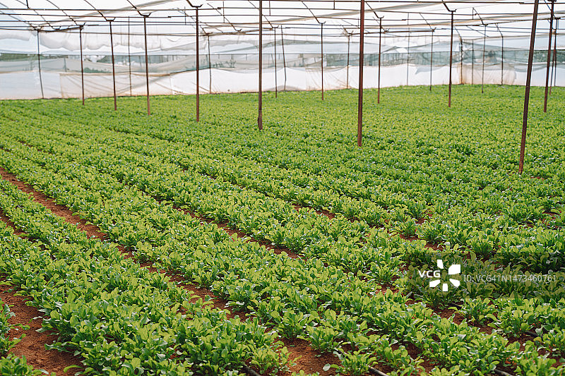 在温室土壤中种植芝麻菜图片素材