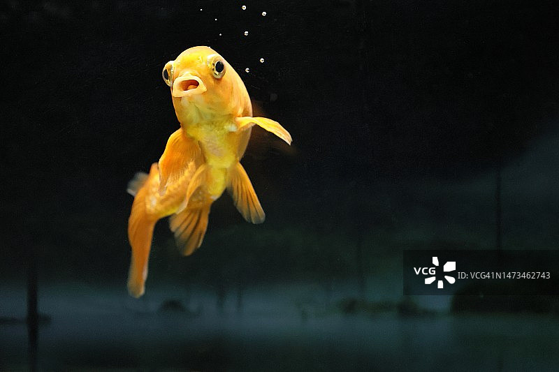 鱼缸里有带复制空间的8岁金鱼图片素材