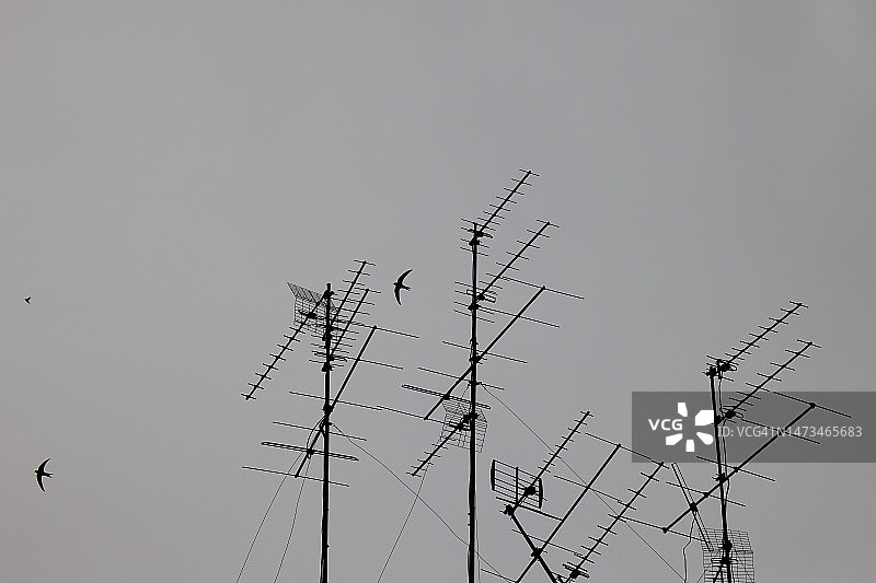 意大利佛罗伦萨灰色天空下的电视天线和飞鸟图片素材