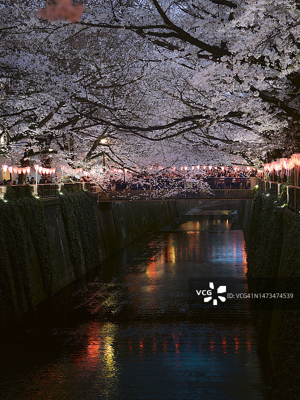 东京目黑川两岸的樱花与红色祈福灯笼对比鲜明图片素材