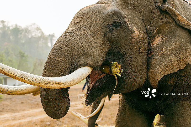 长着白色长牙的大象图片素材