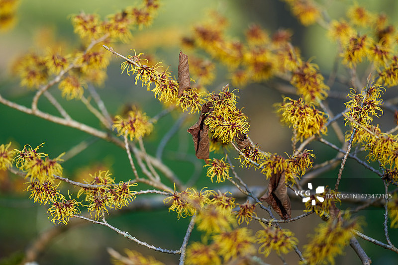 杂交金缕梅图片素材