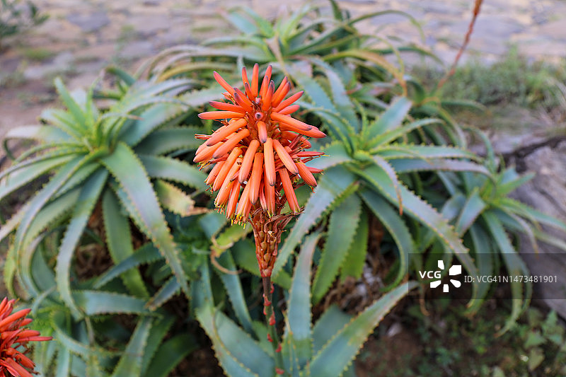 木立芦荟橙花图片素材