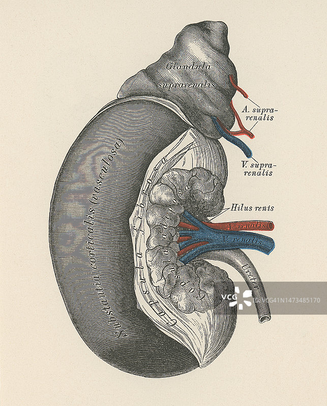 老式彩色石印插图：右肾和肾上腺切面图片素材