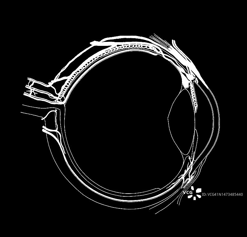 人眼解剖结构古老雕刻插图，眼球剖面图片素材