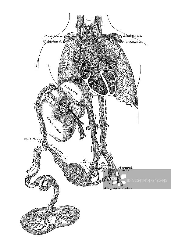 胎儿循环系统古老雕刻插图图片素材