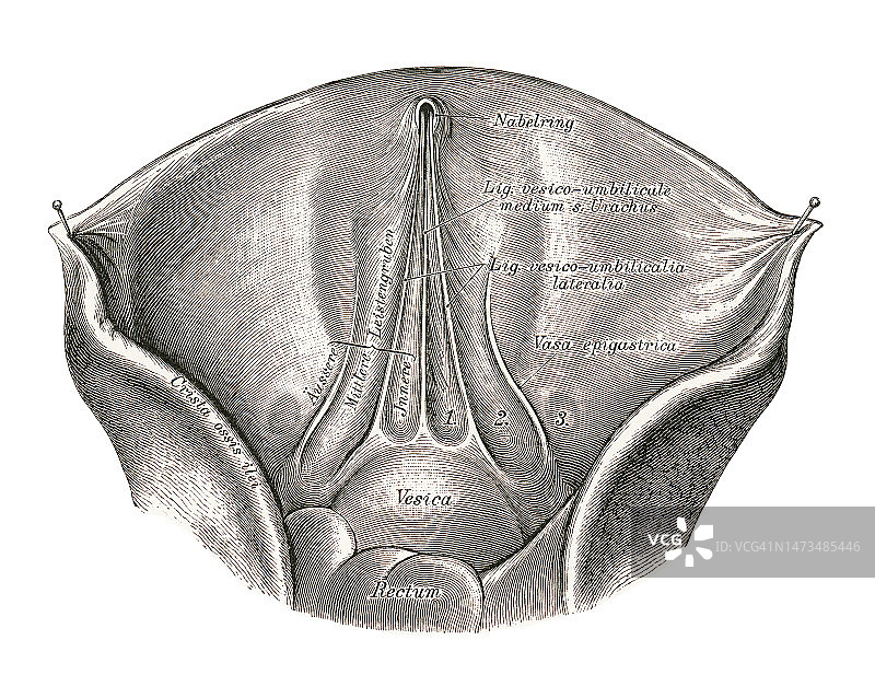 腹前壁下半部外侧脐褶古老雕刻插图图片素材