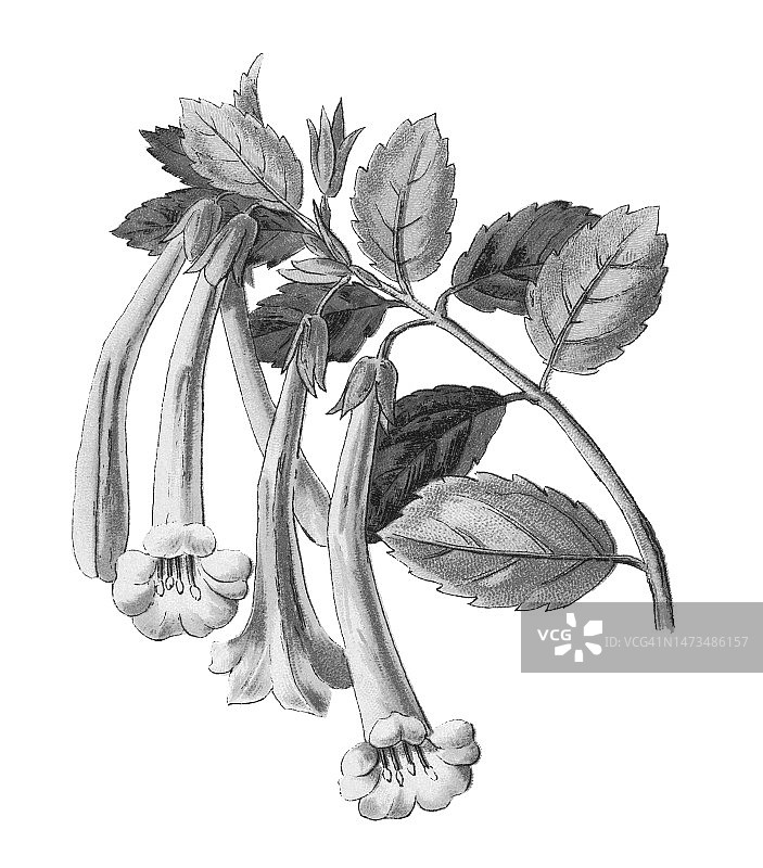 植物学，墨西哥六道木古老雕刻插图图片素材