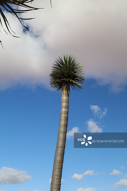 仰视加那利群岛特有植物：龙血树图片素材