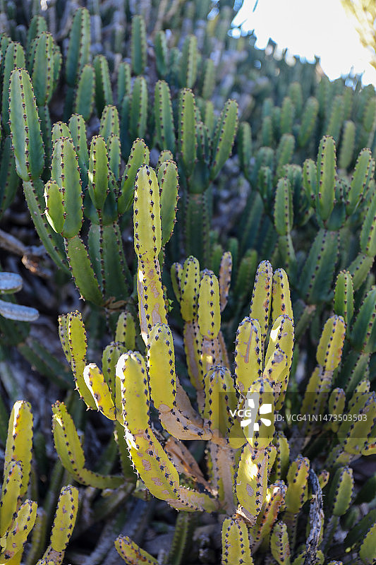 大戟树脂仙人掌特写图片素材
