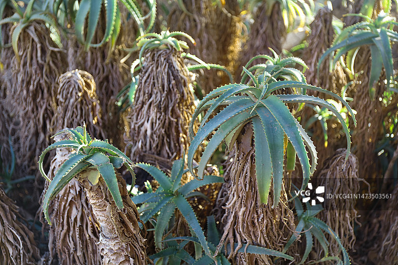 芦荟非洲变种仙人掌特写图片素材