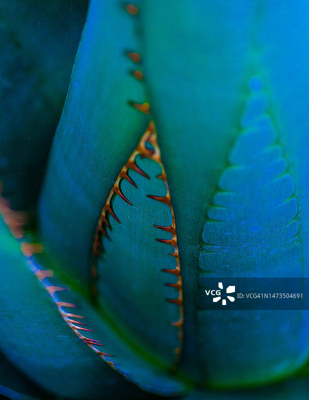 龙舌兰多肉植物的数码色彩特写图片素材