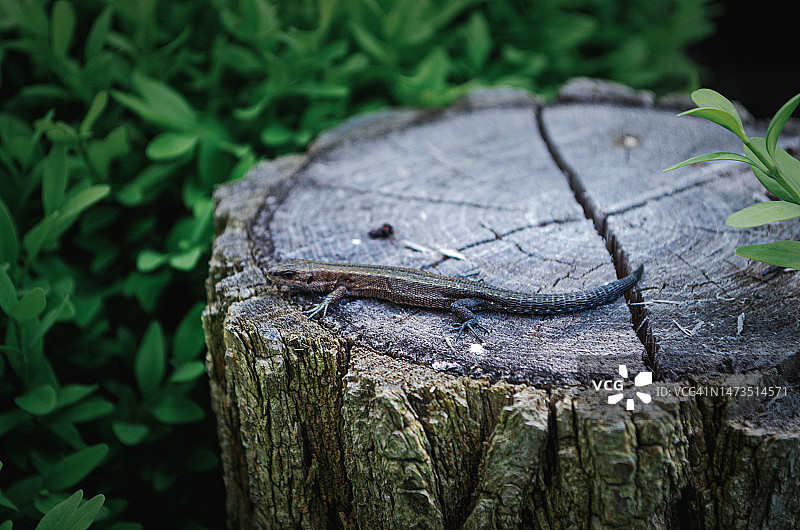 蜥蜴图片素材