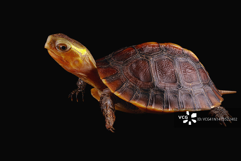 黄缘盒龟图片素材