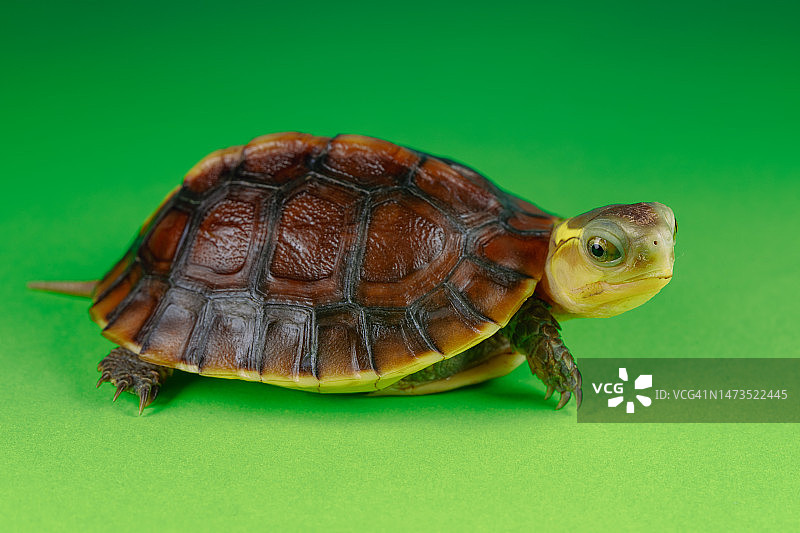 黄缘盒龟图片素材