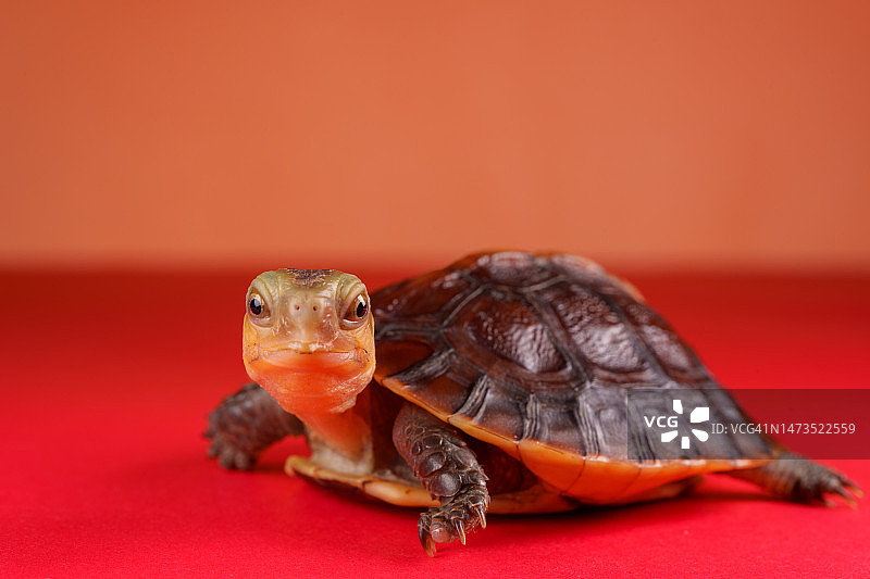 黄缘盒龟图片素材