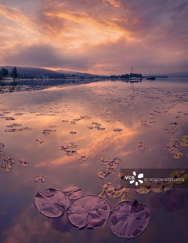 沃特湖日出睡莲浪漫风光图片素材