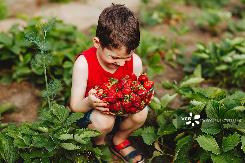 男孩正在采摘草莓图片素材