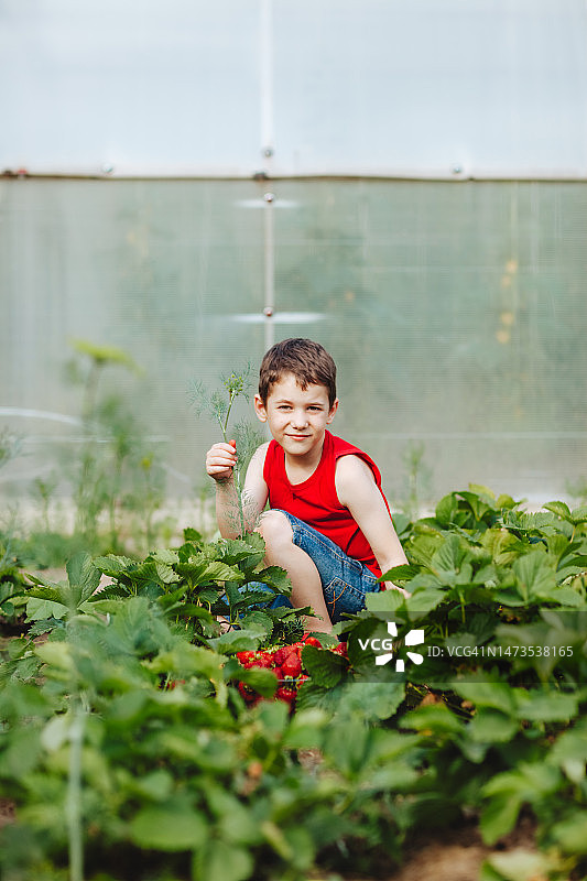 男孩正在采摘草莓图片素材