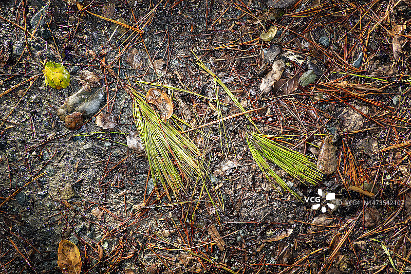 森林地面上的树叶图片素材