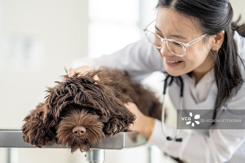 带着狗的兽医图片素材
