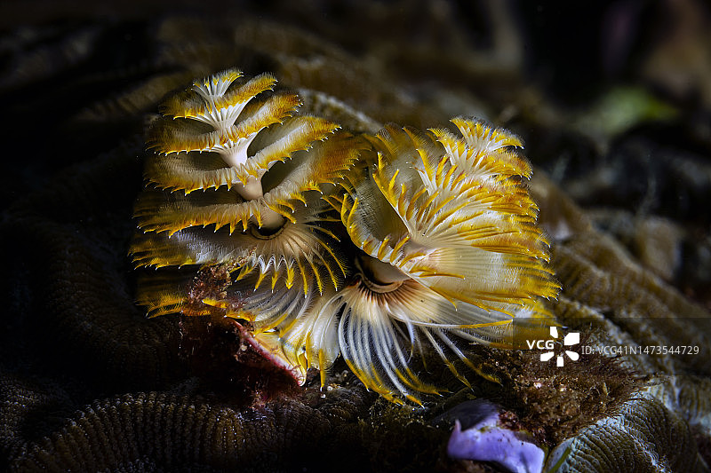 圣诞树管虫图片素材