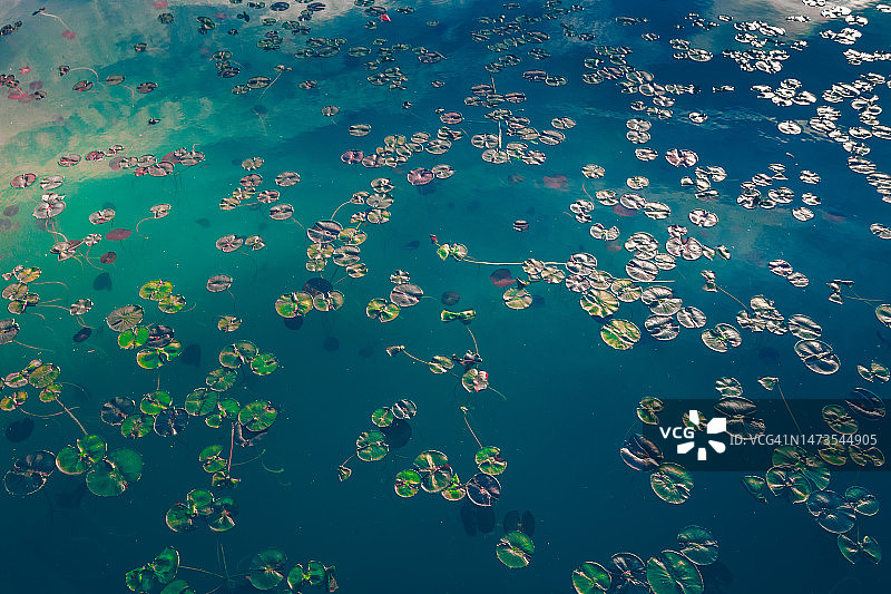 日出时湖面上多片荷叶特写图片素材