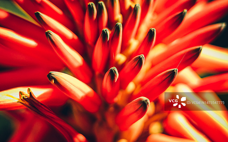 好望角芦荟或烛台芦荟图片素材