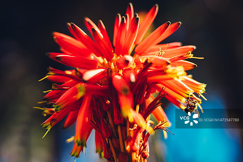 好望角芦荟或烛台芦荟图片素材
