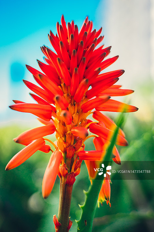 好望角芦荟或烛台芦荟图片素材