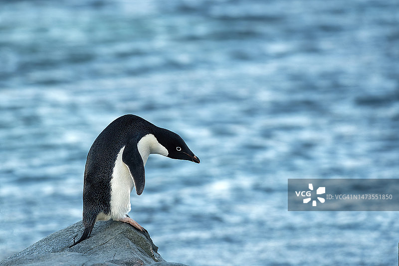 南极洲的阿德利企鹅肖像图片素材