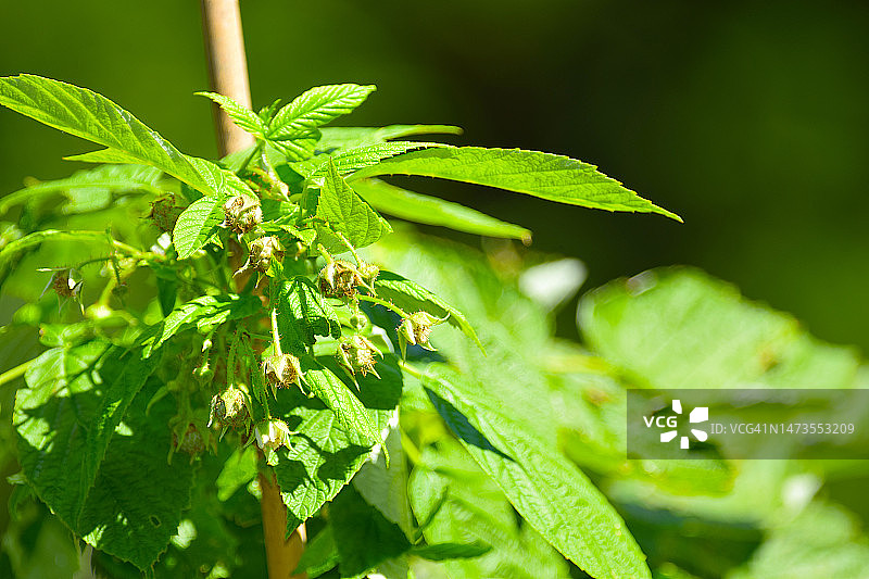 覆盆子植物特写图片素材